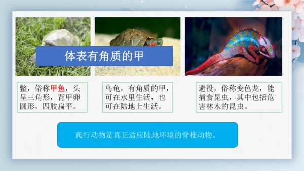 2.2.2脊椎动物（第2课时两栖动物和爬行动物）-七年级生物上册同步优质备课系列（人教版2024新教