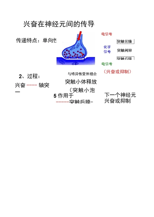 生物：《神经系统的结构和功能》(二)