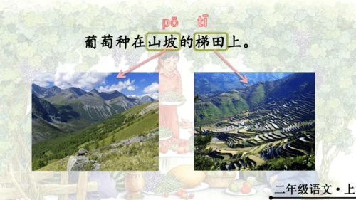 11 葡萄沟   公开课   课件