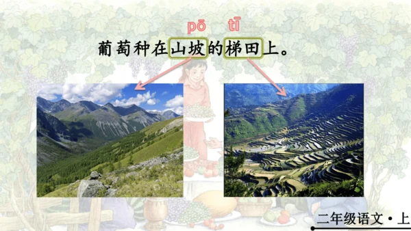 11 葡萄沟   公开课   课件