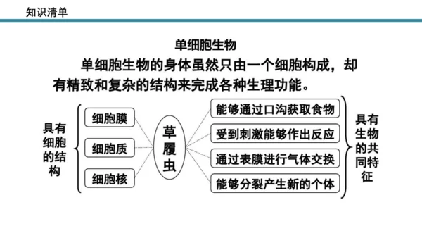 人教版生物七年级上册第一单元《生物与细胞》单元复习课件(共53张PPT)