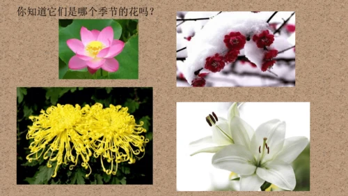 校园里的花（课件33页）-美术三年级上册人教版