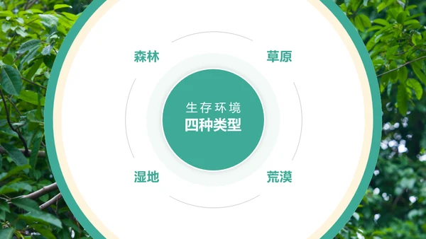 保护野生动物斑马通用PPT模板