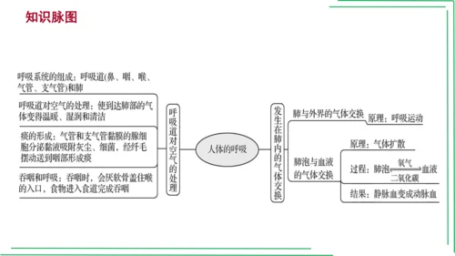 七年级下册 第三章 人体的呼吸【2023春人教七下生物期中期末复习课件】(共28张PPT)