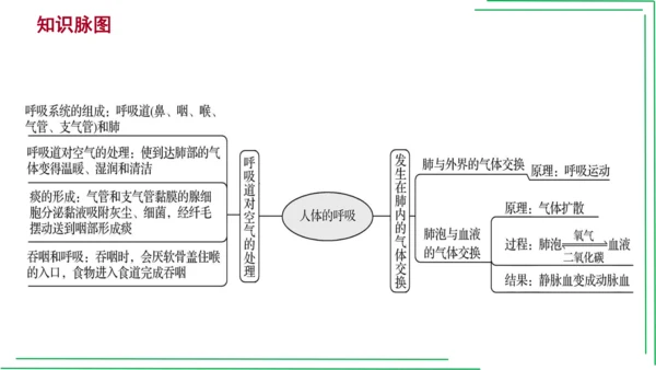 七年级下册 第三章 人体的呼吸【2023春人教七下生物期中期末复习课件】(共28张PPT)