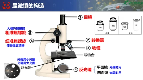 人教版（2024）七年级上册生物七年级上册期末总复习课件(共31张PPT)