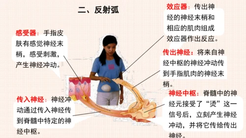4.6.3神经调节的基本方式（课件）-七年级生物下册备课无忧（人教版）(共17张PPT)