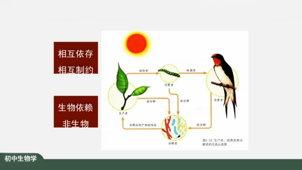 1.2.2 生物与环境组成生态系统 课件（共30张PPT）