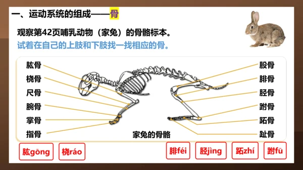 人教版生物八年级上册5.2.1《动物的运动》课件(共27张PPT)+视频素材