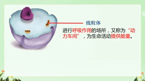 人教版（2024）七年级上册1.2.3 动物细胞 课件(共26张PPT)