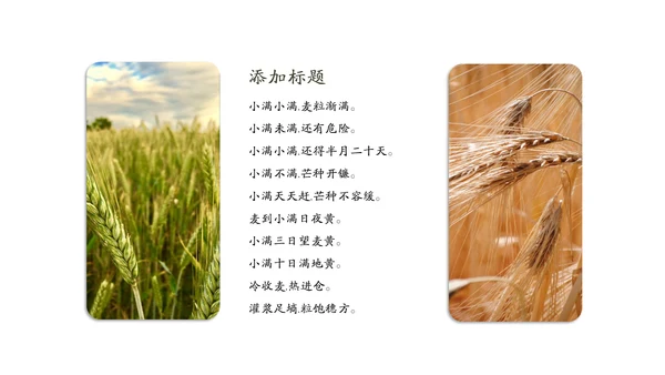 金色麦穗丰收的稻谷小满通用PPT模板