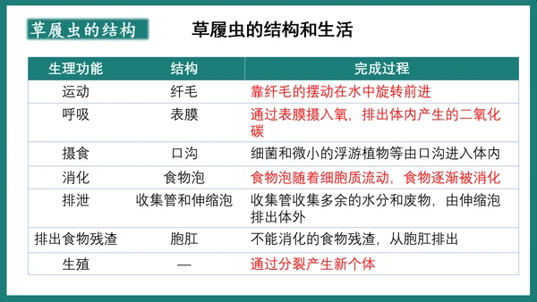 第一单元第三章从细胞到生物体（复习课件）-七年级生物上册同步教学精制课件（人教版2024）(共44张