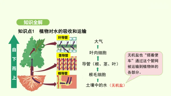 第三单元-第二章-第一节-水的利用与散失课件-2024-2025学年七年级生物下学期人教版(2024