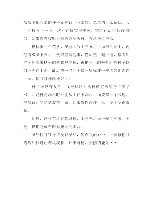 关于花的作文500字.docx