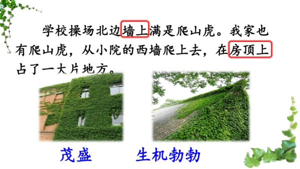 10 爬山虎的脚  课件