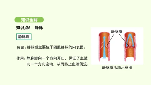 第四单元-第四章-第二节-血流的管道——血管课件-2024-2025学年七年级生物下学期人教版(20