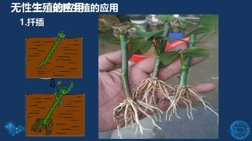 人教版生物学八年级下册 第七单元 第一章 生物的生殖和发育 第1节 植物的生殖 课件