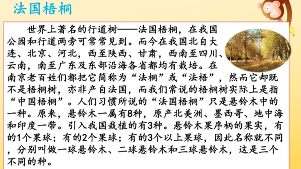 5《铺满金色巴掌的水泥道》   课件