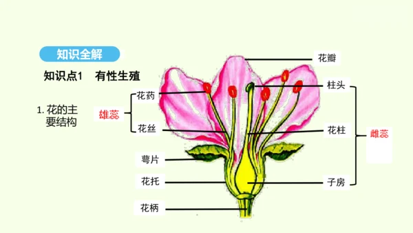 7.1.1植物的生殖课件-人教版生物八年级下册(共33张PPT)