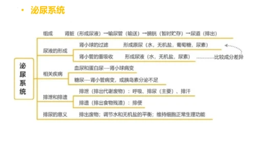 第四单元 生物圈中的人 七年级生物下册同步精品课件（人教版）(共31张PPT)