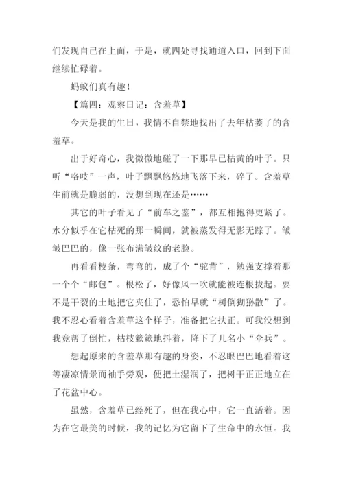 小学三年级观察日记.docx