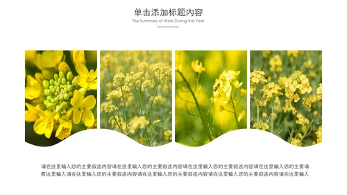 春天乡村旅游油菜花风景油菜花田PPT模板