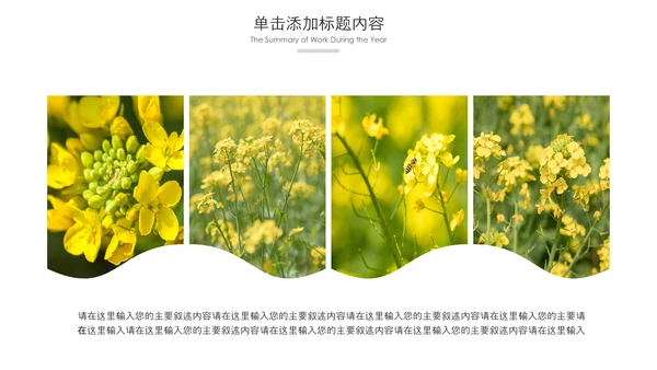 春天乡村旅游油菜花风景油菜花田PPT模板