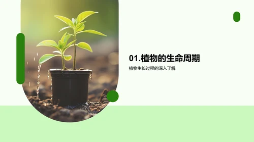 植物成长之旅