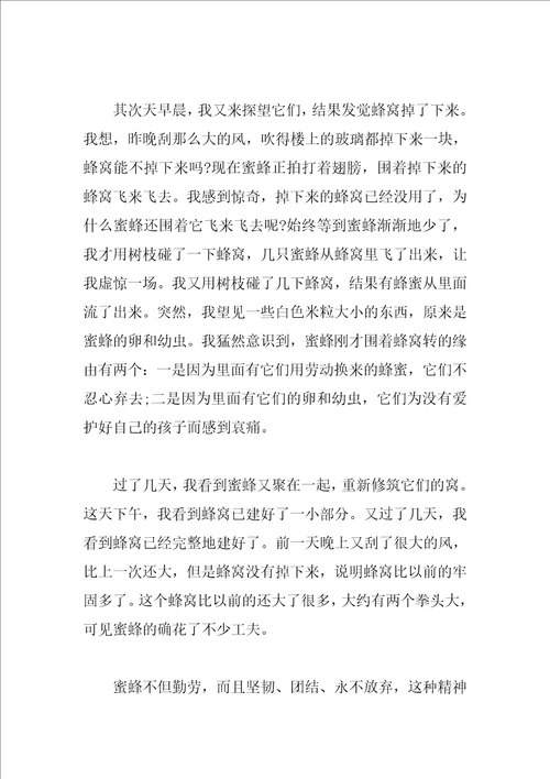 写小蜜蜂团结友爱作文