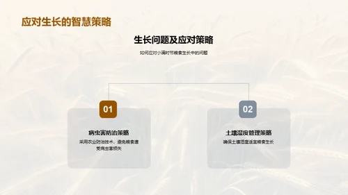 小满季节粮食科学管理