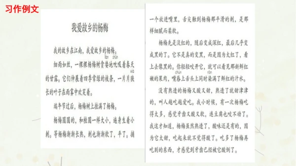 统编版三上第五单元 习作例文：我爱故乡的杨梅   课件