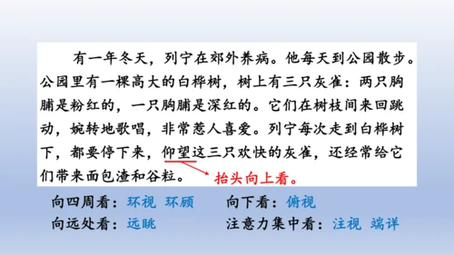 【同步课件】部编版语文三年级上册  25.灰雀（2课时）