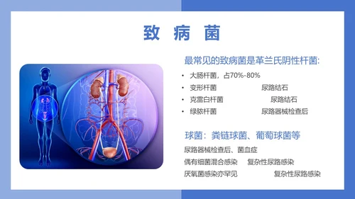 医疗风医疗泌尿系感染PPT模板