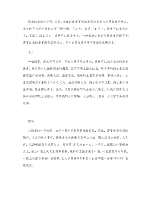 办公室绿植养殖方法及注意关键事项.docx