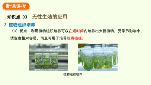 7.1.1植物的生殖-八年级生物人教版下学期同步精品课件(共33张PPT)