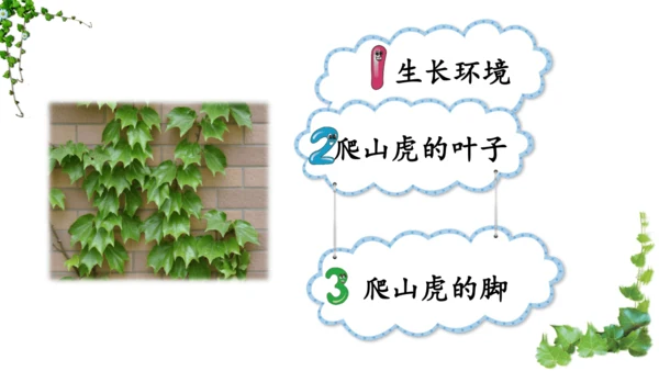 10 爬山虎的脚  课件