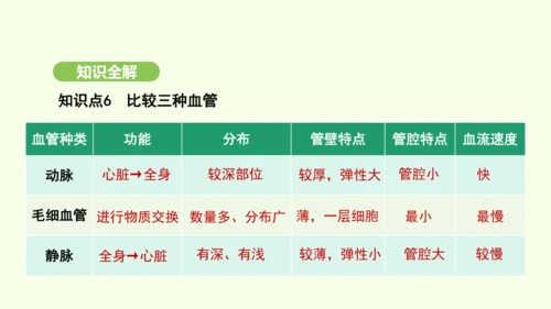 第四单元-第四章-第二节-血流的管道——血管课件-2024-2025学年七年级生物下学期人教版(20