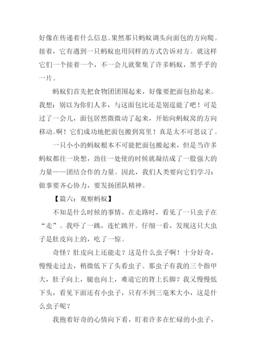 观察蚂蚁的日记.docx