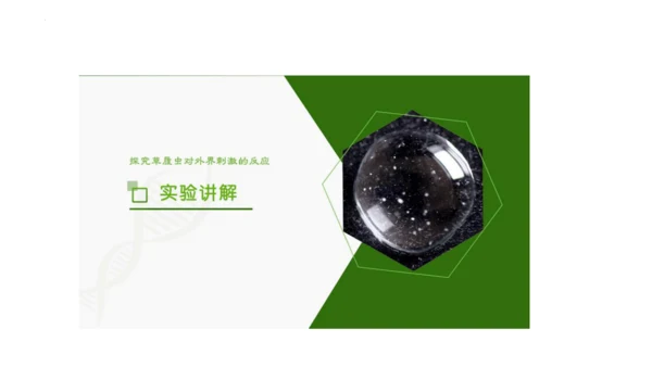人教版七年级生物上册（2024）1.3.4 单细胞生物 课件(共22张PPT)+视频素材