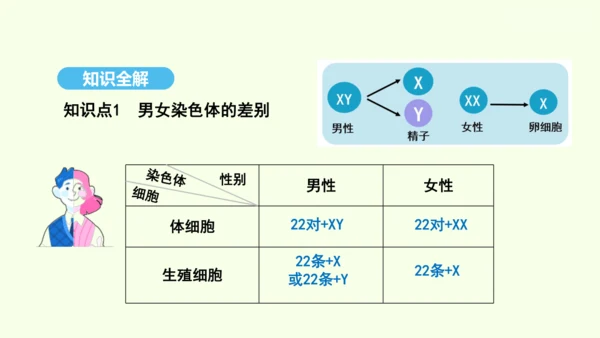 7.2.4人的性别遗传课件-人教版生物八年级下册(共31张PPT)