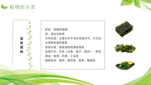 植物介绍简约绿色树叶花卉线条知识科普