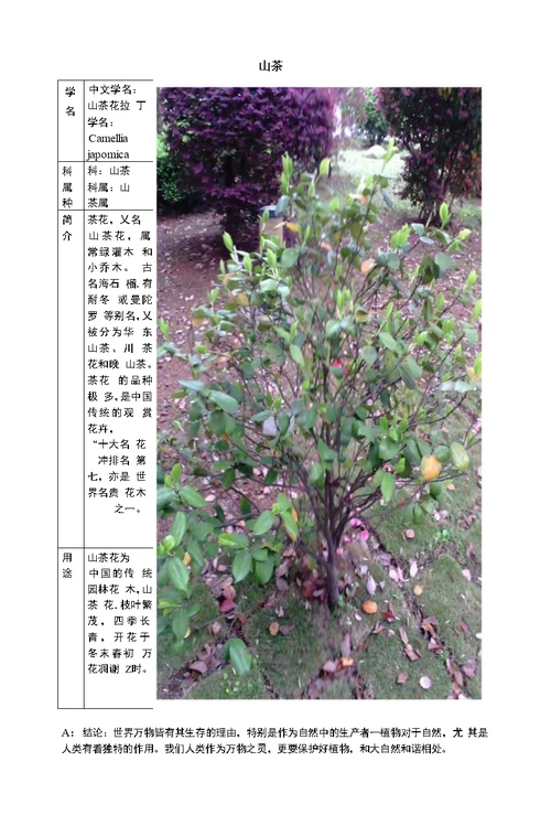 调查内容：校园植物