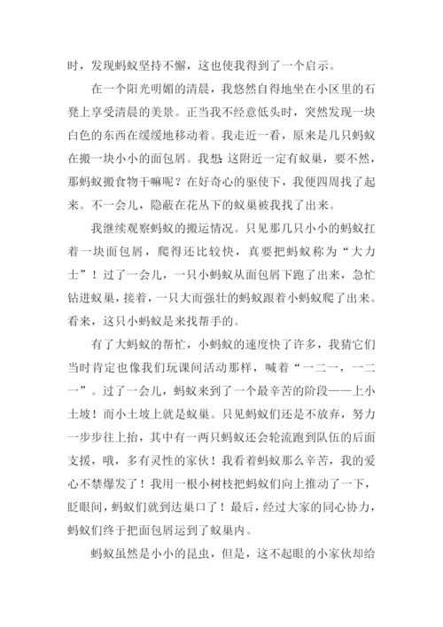 有关大自然启示的作文-1.docx