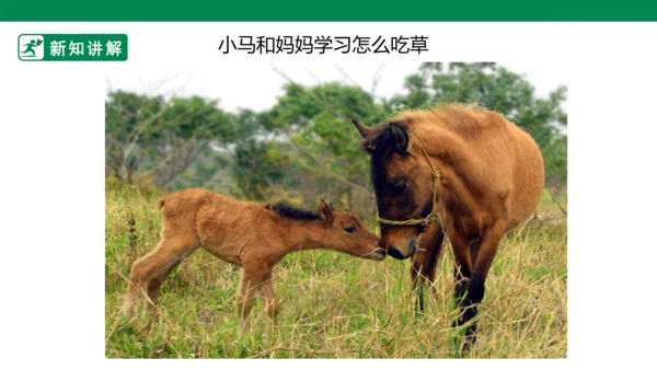 第十二课《和妈妈在一起》课件