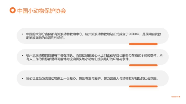 关爱流浪动物，流浪猫PPT模版