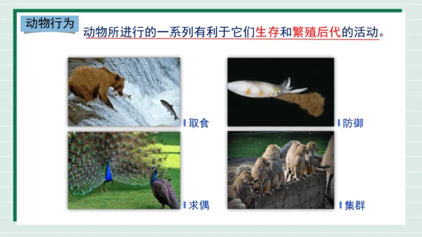 人教版生物八上 5.2.2先天性行为和学习行为(共18张PPT)+视频素材