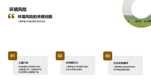 绿色小麦：种植新未来