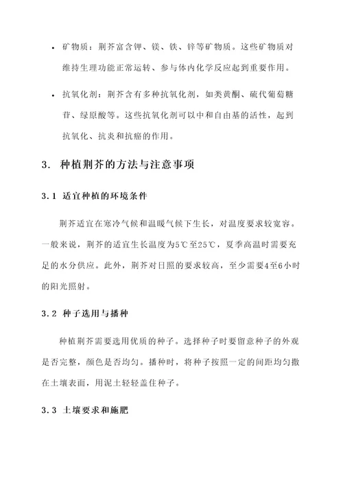 种植食用荆芥的作用和功效