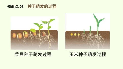 3.1.1 种子的萌发-七年级生物下学期同步精品课件（2024人教版）(共25张PPT)