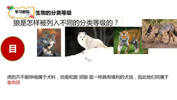 人教版生物七年级上册2.4.2《生物分类的方法——从种到界》课件(共26张PPT)